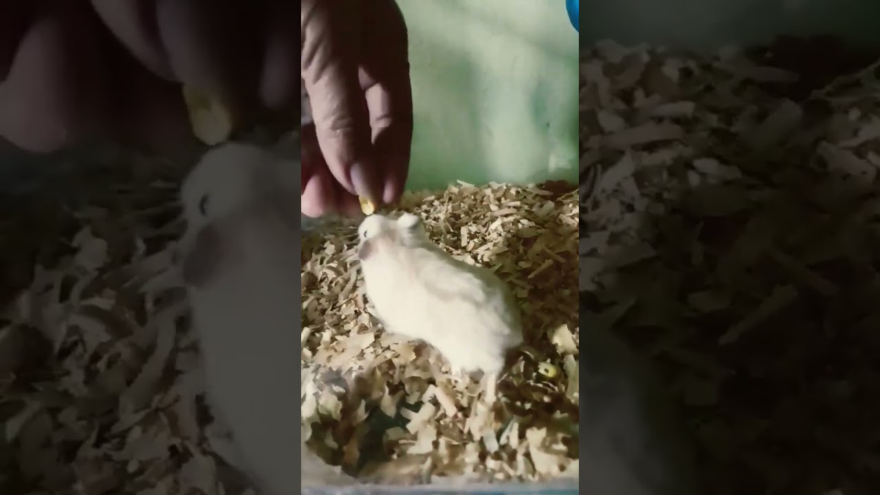 Cute golden hamster eat from hand 