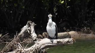 Pied Cormorant Coomera River Causeway Gold Coast Qld