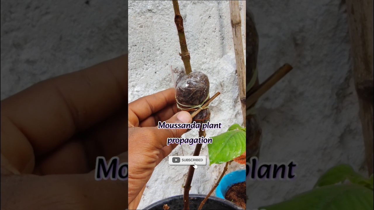 moussanda propagation 