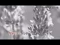 白いラベンダー/ケイ潤子 舞子・歌
