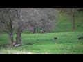 Fall turkey season set in North Dakota