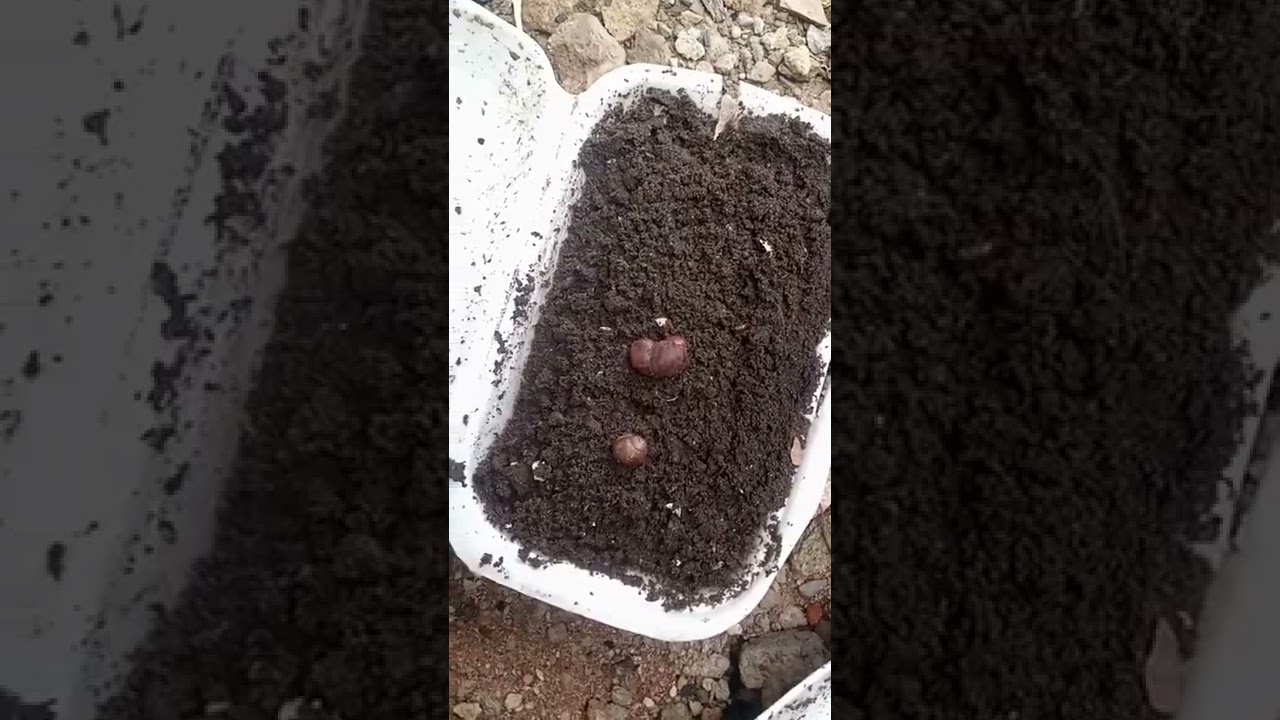 l'éclosion des Œufs d'escargots géant d'Afrique incubés..