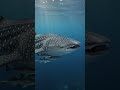 #bigwhale #whale #whaleshark