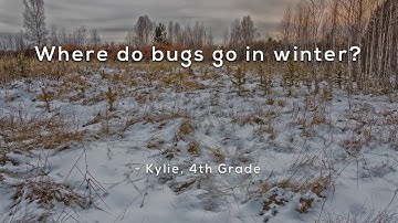 Where do bugs go in winter?