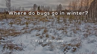 Where do bugs go in winter?