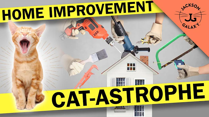Home Improvement Projects will Stress your Cats!
