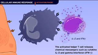 Клеточный иммунный ответ