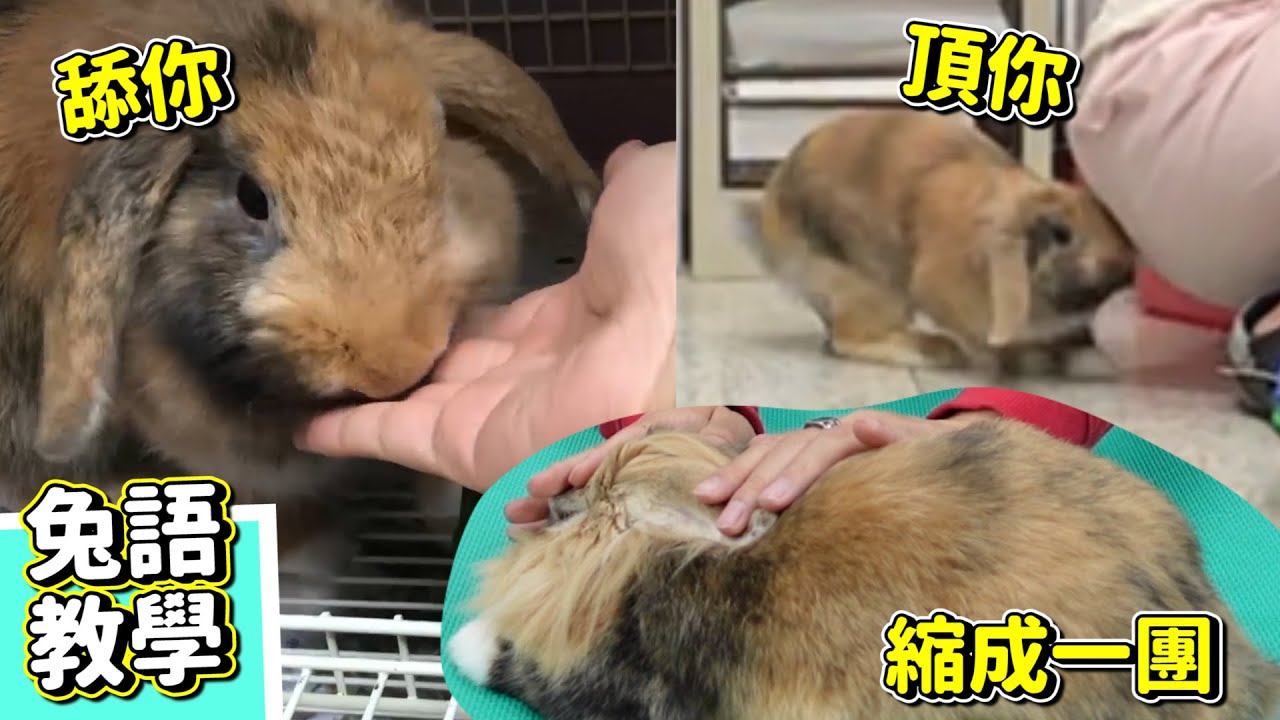 兔兔語教學｜今日課題：「頂你、舔你、縮成一團」｜ChamKnows【冠軍知道】