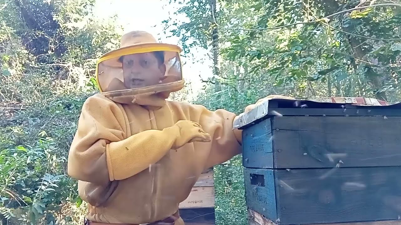 SURPRESA NO APIÁRIO DO HORTO,MEL SILVESTRE NA ALTA.