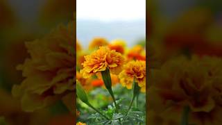 Marigold Flowers Harvesting ? | Marigold Farming Season, marigold flowers trending short shorts