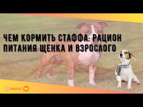 Видео: Чем кормить щенка и когда переходить на корм для взрослых собак