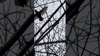 Tiny Woodpecker Goes Rapid Fire 🐦🌲