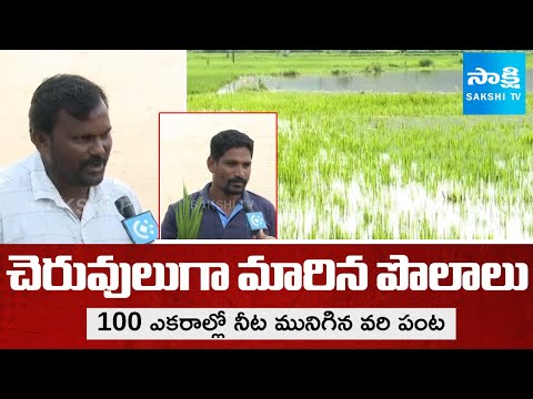 100 Acres of Paddy Crop Submerged in Srikakulam | Heavy Floods Wreak Havoc | Sakshi TV - SAKSHITV