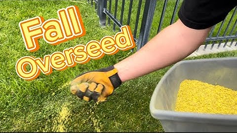 The Ultimate Guide to Fall Overseeding #overseed #lawncare #lawn