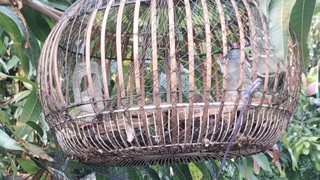 เจ้าป้อมเพชรคารม.0819152143