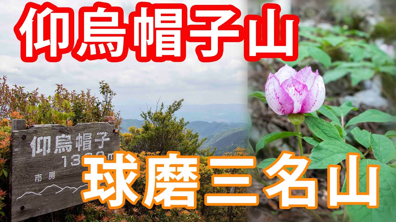 【登山】球磨三名山の仰烏帽子山に登る♪ヤマシャクヤクが一面に広がる素敵な山でした