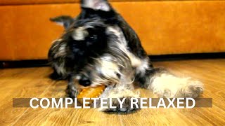 Best Sounds for puppy, soothing dog sounds for anxiety, completely relax, peaceful, calm your dog by TimeToRelax 17 views 7 months ago 10 hours, 30 minutes