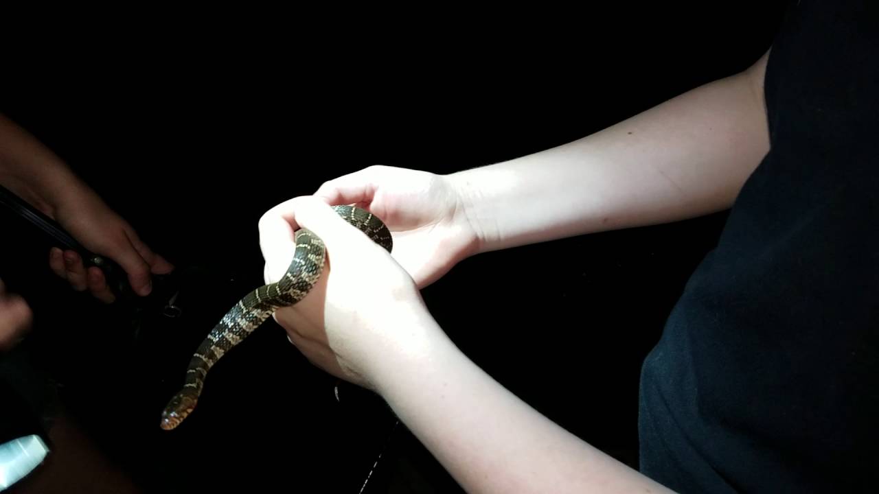 pyle casa Young Plain-bellied (blotched) watersnake.