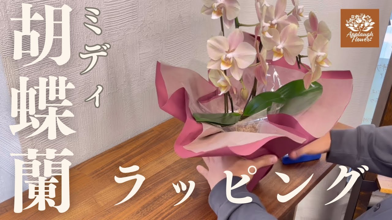 【ミディ胡蝶蘭】ラッピング方法をお見せします！