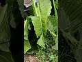 sweet corn harvesting video