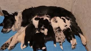 Kisses of Angel border collies 05.2026 Puppies 18 dayd