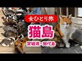 【女ひとり旅】猫島／宮城県田代島 2024.10【国内旅行】