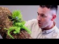 Succulent planter made from a tree trunk. Here’s how to make it.