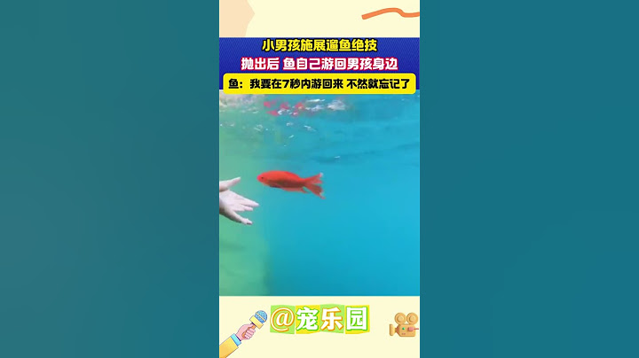 小男孩施展遛鱼绝技 抛出后 鱼自己游回男孩身边 鱼：我要在7秒内游回来 不然就忘记了 #宠乐园 #轻松一刻 #动物