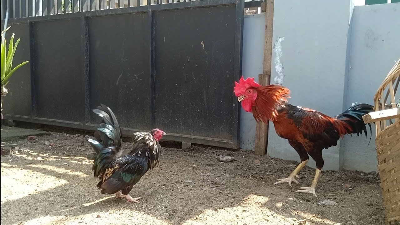 私のペットのニワトリの活動の興奮！#23