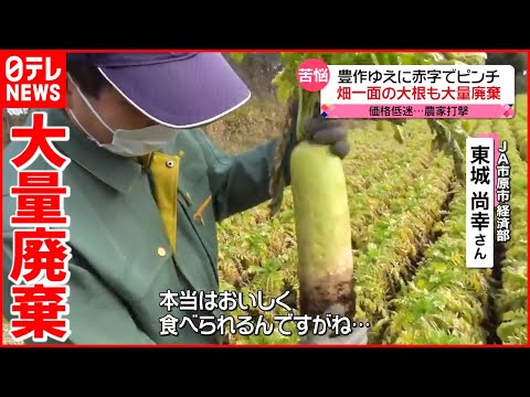 【大根】豊作の一方…  農家で"大量廃棄"