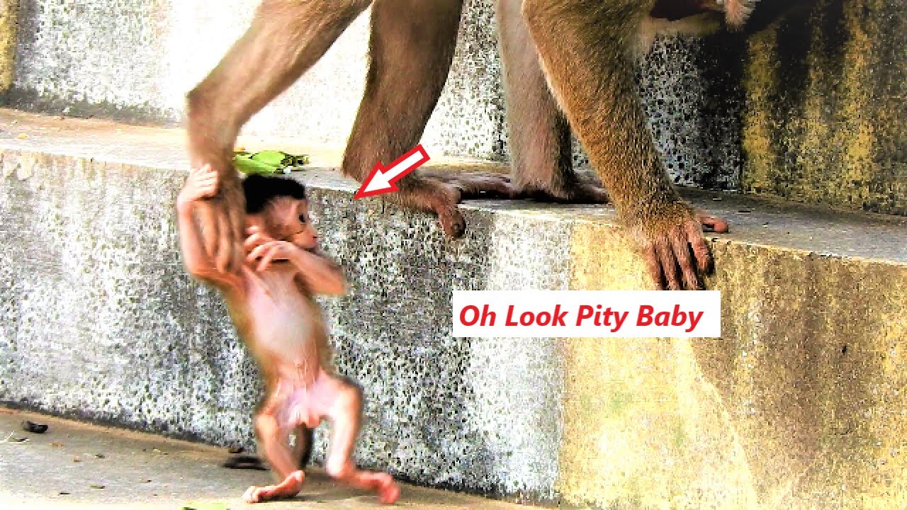 Oh Look Pity Newborn Baby Monkey ! Mother Stephanie Try To Teach Her Baby To Walk By Himself