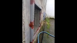 pancingan swara wambi ribut ampuh membikin burung wambi cepat kawin