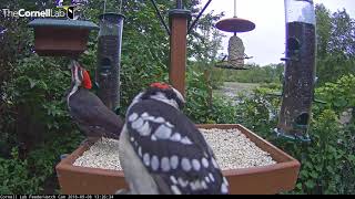 Downy Woodpecker Upstages Pileated Woodpecker on the Cornell Lab FeederWatch Cam