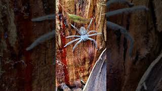 A Huntsman spider, recognizable by its large size and long, crab-like legs #huntsman #spiderlife