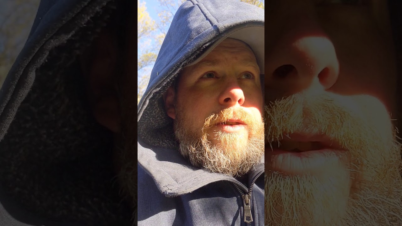 shock collars for goats