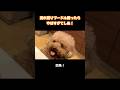 この犬やばすぎて…笑 #トイプードル
