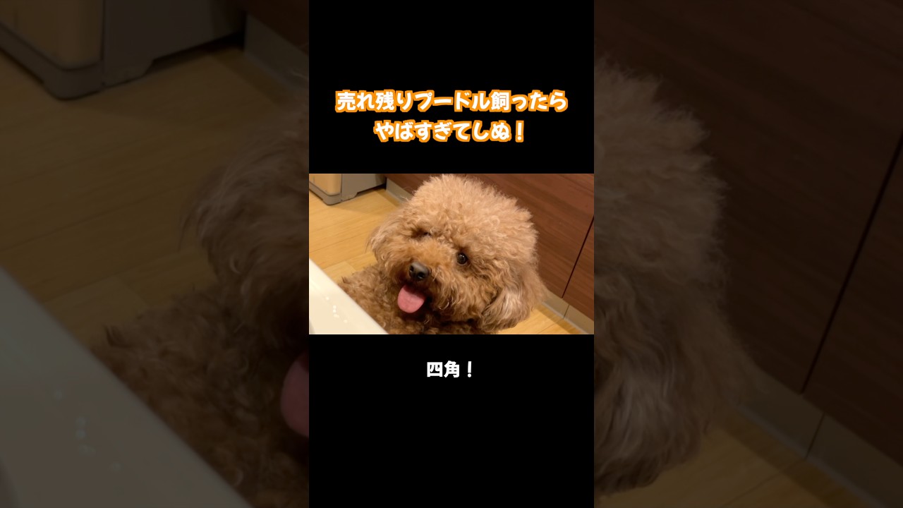 この犬やばすぎて…笑 #トイプードル