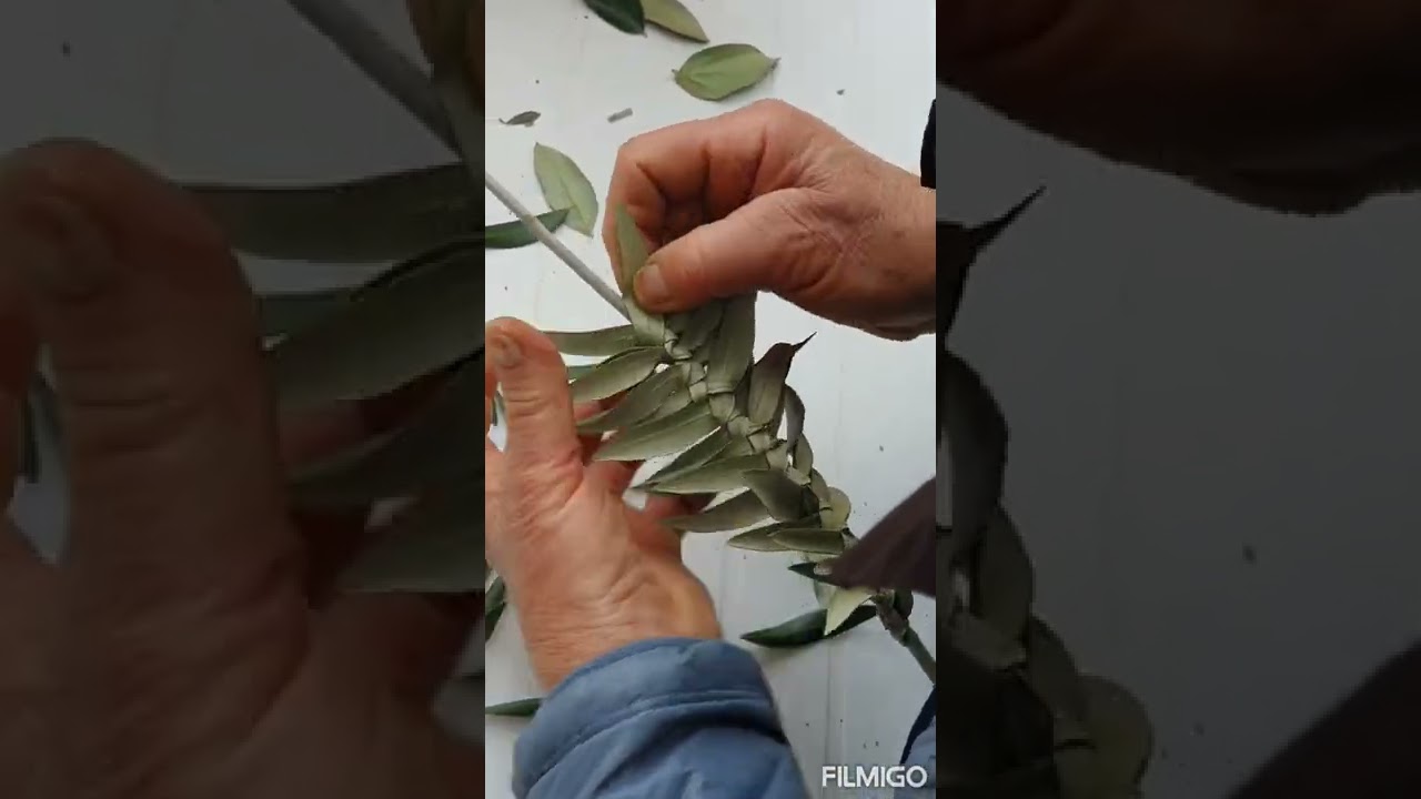 palme di ulivo intrecciate  per la Domenica delle Palme #tradizioni