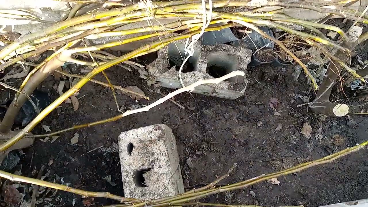 Как  зимует  инжир на  улице  и  в укрытии  сравнение