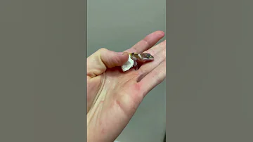 вылупление ящерицы на руке