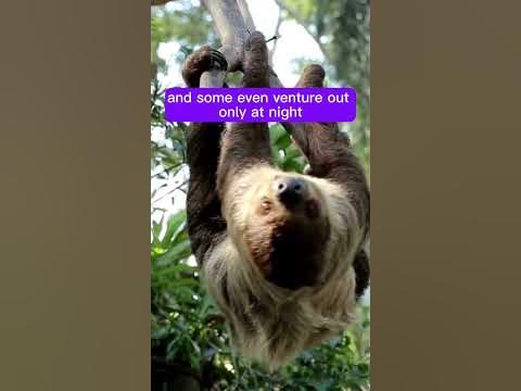 How do sloths survive in the wild? - YouTube