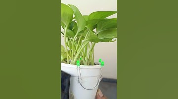 Solar-Powered Plant Pot 🌱 | Renewable Energy DIY Project