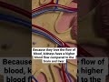 Fact about human kidneys #shorts #facts