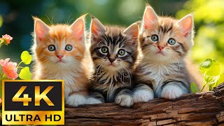 Magic Moment Of Baby Animals That Heals the Mind, Body and Soul With Relaxing Music ~ 4K