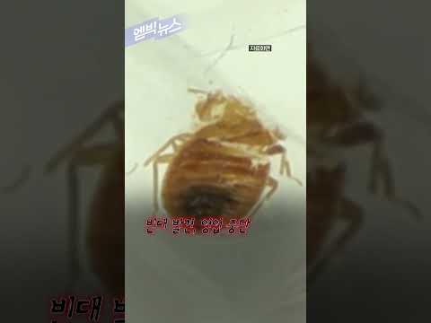 <strong>빈대</strong> 비상! #shorts