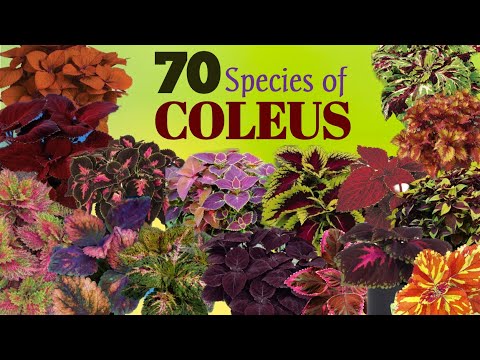 70 Rare Varieties of Coleus Plant with Names | Mayana Plant varieties | Plant and Planting