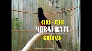Ciri Umum Burung Murai Batu Bordan Beserta Harganya