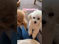 帰宅すると可愛さが大渋滞するトイプードル #shorts #元保護犬