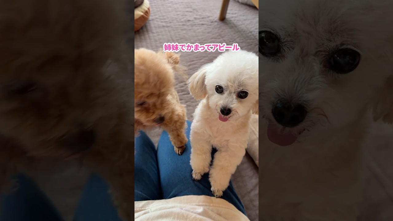 帰宅すると可愛さが大渋滞するトイプードル #shorts #元保護犬