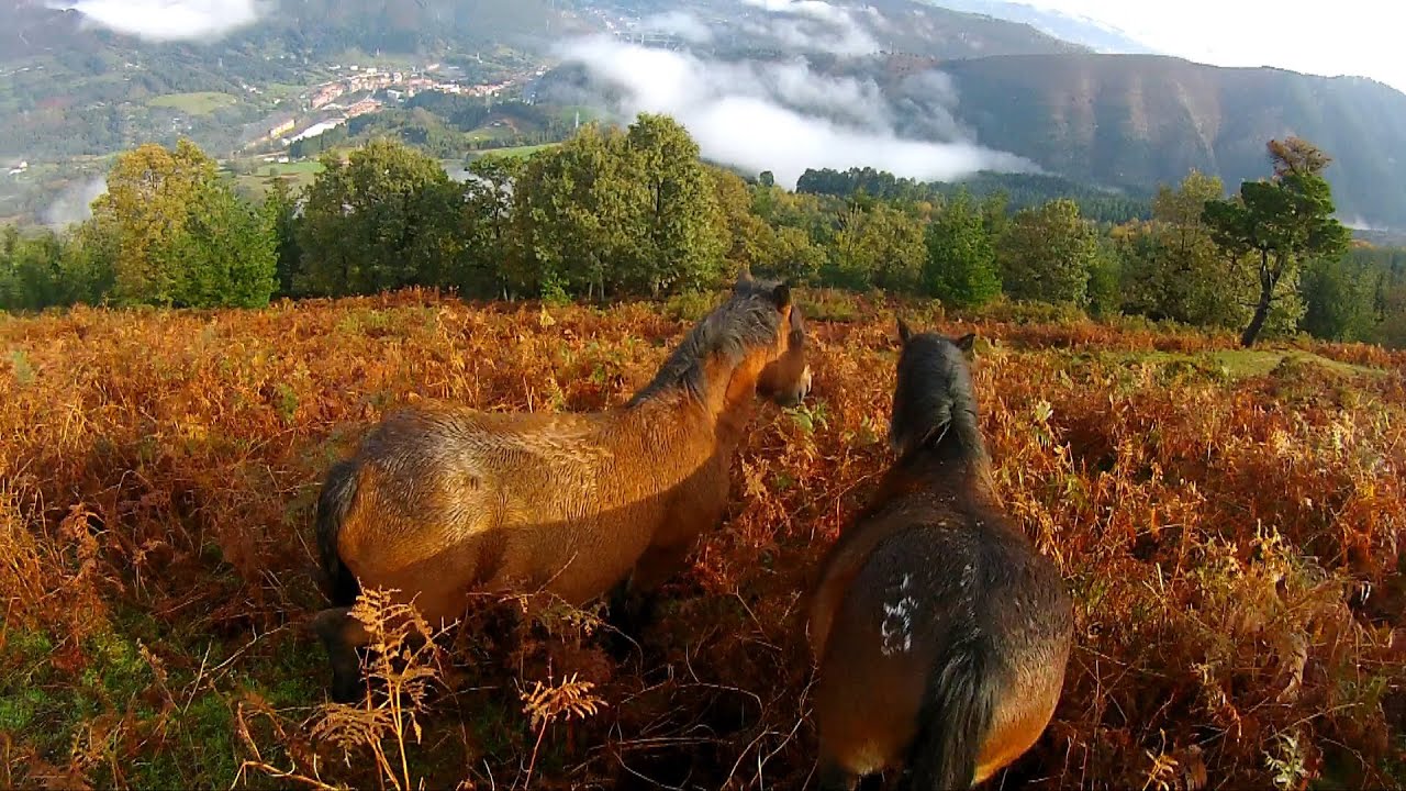 Horse Trail Riding in Basque Country. Just Gallops. - YouTube